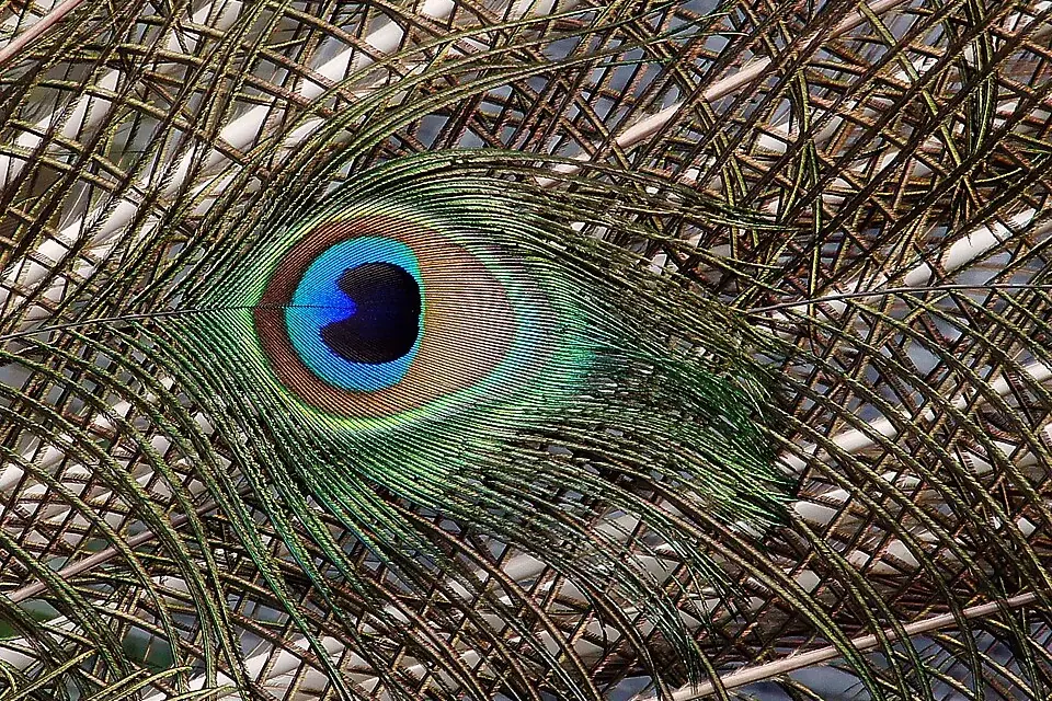 Gros plan sur une plume de paon et son ocelle bleu nuit cerclé de bleu, de bronze et de vert